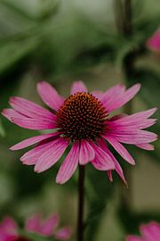 Close-up Zonnehoed van Tessa in Focus