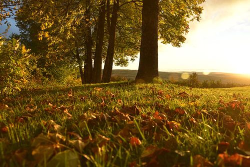 In de herfst in de tuin