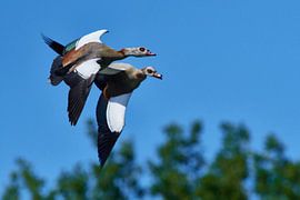 Egyptian Geese by Karin Jähne