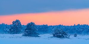 Verschneite Winterlandschaft bei Sonnenuntergang auf dem Hulshorsterzand im Naturschutzgebiet Veluwe