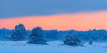 Besneeuwd winterlandschap tijdens zonsondergang bij het Hulshorsterzand op de Veluwe van Sjoerd van der Wal