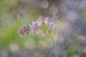 Une fête du bokeh chez l'Oranjetipje