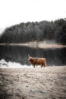 Scottish Highlander on the waterfront