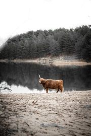Schotse hooglander aan de waterkant van Martijn Koevoets