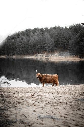 Schottischer Highlander am Wasser