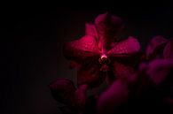 Nahaufnahme einer Orchidee, Rosa Blume auf dunklem Hintergrund von Sabine Keijzer Miniaturansicht