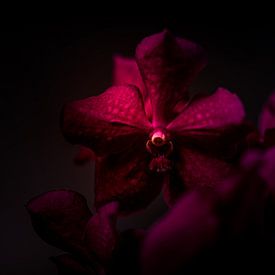 Nahaufnahme einer Orchidee, Rosa Blume auf dunklem Hintergrund von Sabine Keijzer