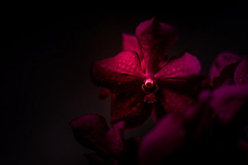 Close-up orchidee, Roze bloem op donkere achtergrond van Sabine Keijzer