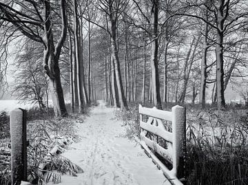 Fence and forest path in the snow, Chateau Marquette