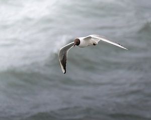 Eine Lachmöwe im Flug