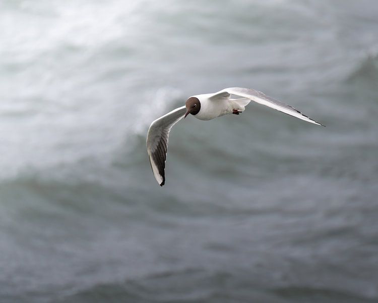 Eine Lachmöwe im Flug von Anges van der Logt