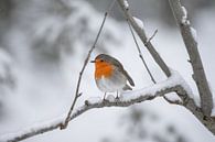 Robin in the snow von Kim de Been Miniaturansicht