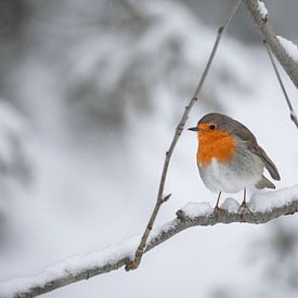 Robin in the snow by Kim de Been