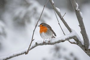 Roodborstje in de sneeuw