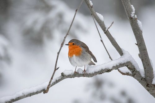 Roodborstje in de sneeuw von Kim de Been