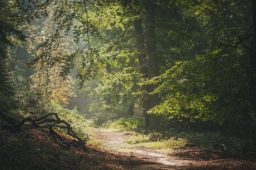 Ochtendnevel bos