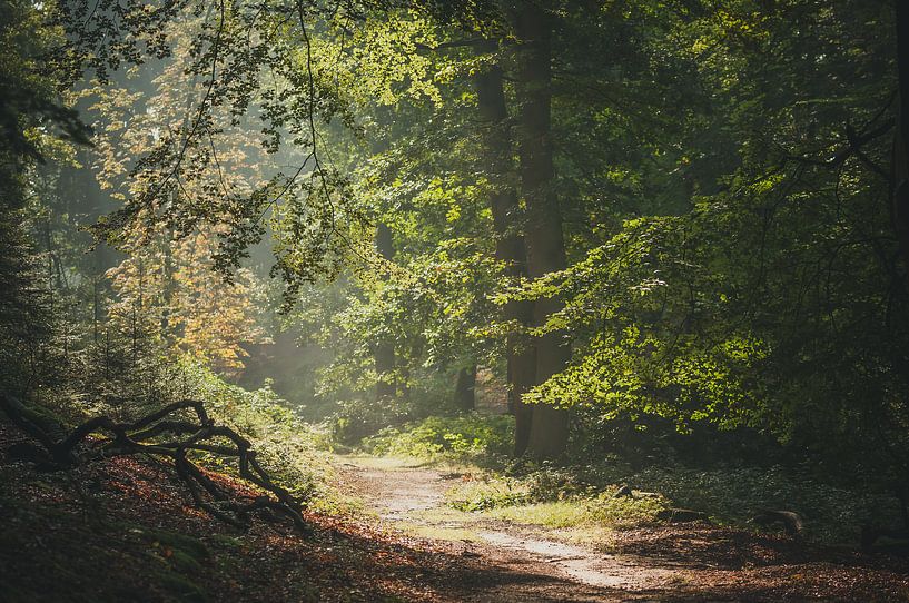Morning mist forest by Nancy van Verseveld