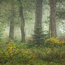 Old oaks and small beech trees by P Leydekkers - van Impelen