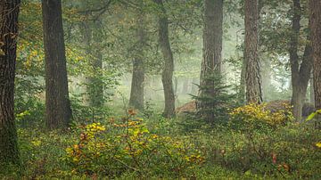 Old oaks and small beech trees