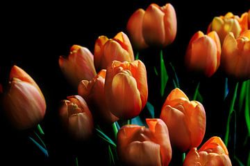 Mooie Oranje Tulpen Donkere Achtergrond van Imladris Images