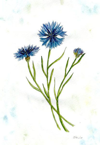 Bleuet par Sandra Steinke