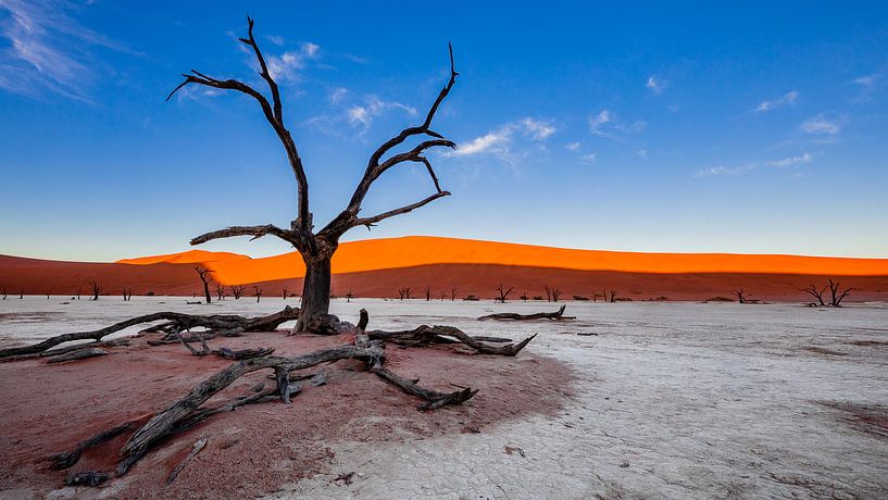 Petrified tree in Dodevlei / Deadvlei near Sossusvlei, Namibia by Martijn Smeets