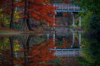 Les Wandelbos de Tilburg sont beaux et automnaux.