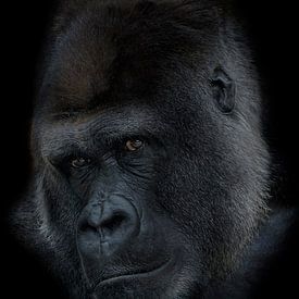 Gorilla silverback