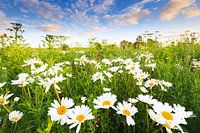 Daisy flowers bloom in a beautiful flower field in summer.