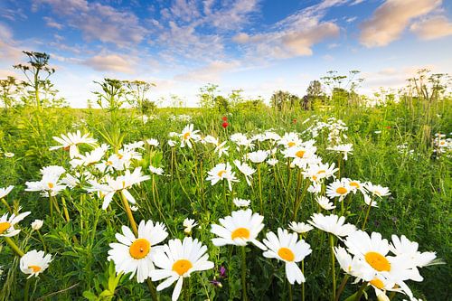 Margriet bloemen bloeien in een mooi bloemen veld in de zomer.
