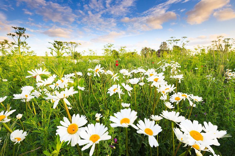 Margriet bloemen bloeien in een mooi bloemen veld in de zomer. van Bas Meelker