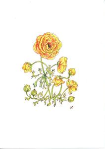 ranunculus by Marian van der Veen-Niemeijer