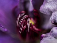 Clematis (dark)