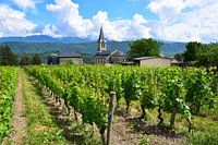 Church tower among green vineyards with snow-capped mountain peaks in the background