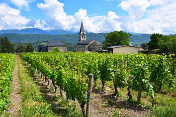 Kirchturm inmitten grüner Weinberge mit schneebedeckten Berggipfeln im Hintergrund