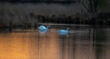 Swan Lake by René Beijer