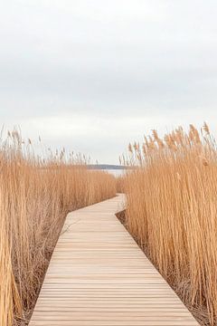 Loopbrug in het riet van Poster Art Shop