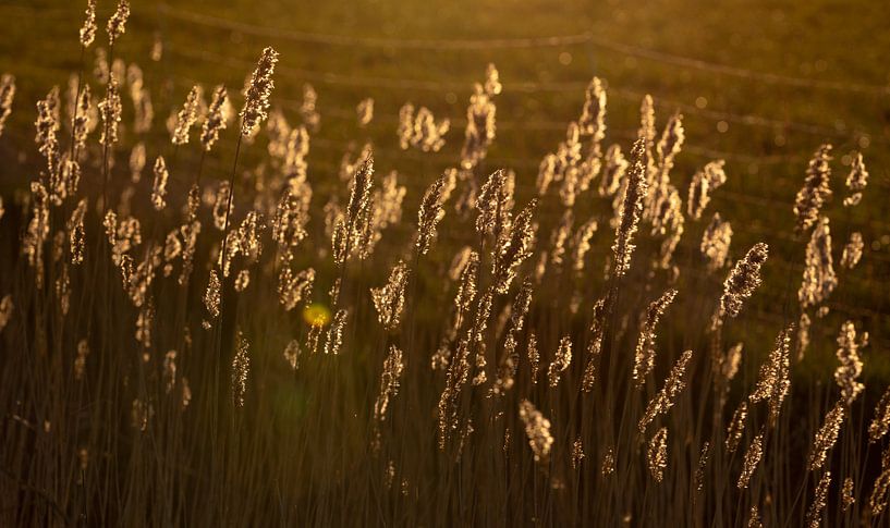 Ochtendlicht op Walcheren 7 by Percy's fotografie