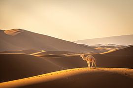 A single dromedary among the sand dunes in the Sahara, Morocco by René Wiegmink