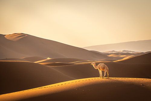 Ein Dromedar zwischen den Sanddünen der Sahara, Marokko
