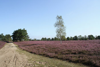 Wunderschön! Die Heideblüte 2019 Nr. 6