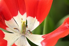 Red and white tulip