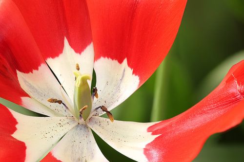Rood wit tulp