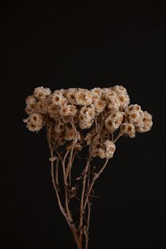 Edelweiss bloem van Sandra houben