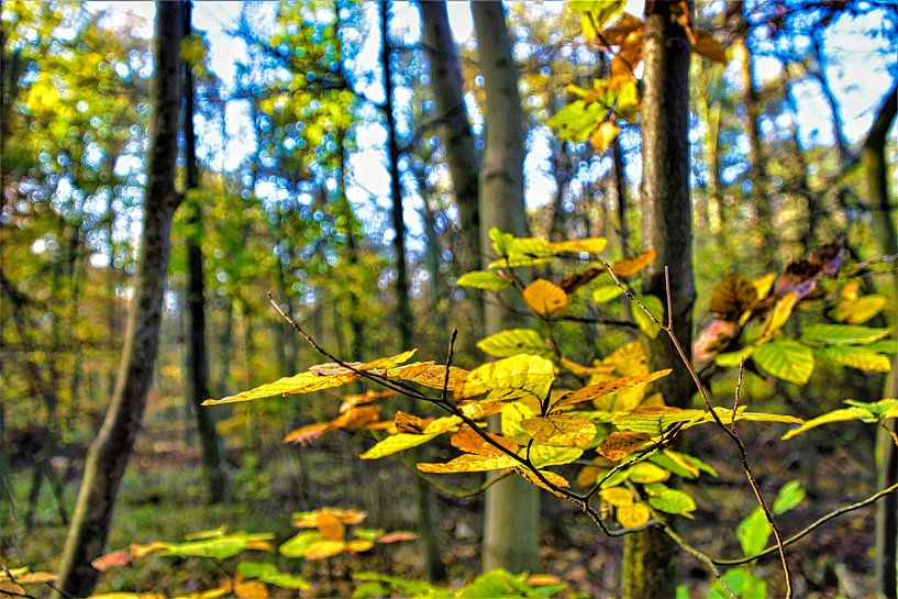 golden intoxication by JM BilderBude