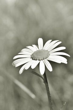 Wilde margriet van Shutterbalance