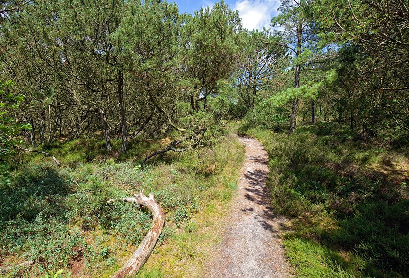 Hiking trail by Bo Valentino