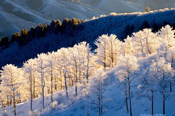 Winter magisch landschap van Poster Art Shop