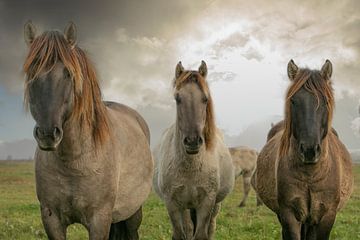 konik horses2 by anne droogsma