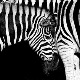 Stripes within stripes by Ken Kühlbrandt